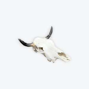 Polished cow skull 22in x 22in