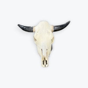 Cow skull 22in x 19in