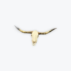 Longhorn skull 48in x 22in
