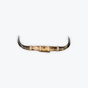 Steer horn on a board 30in